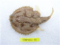 藏品(費氏棘茄魚)的圖片
